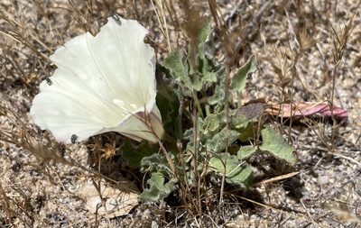 Calystegia subacaulis, photographed by Henrik Kibak