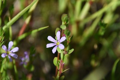 Lythrum flagellare