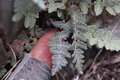 Myriopteris newberryi, photographed by Millie Basden