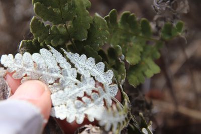 Pentagramma glanduloviscida, photographed by Millie Basden