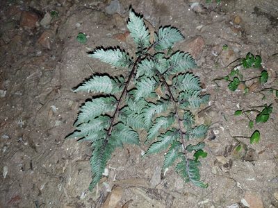 Anisocampium niponicum, photographed by the swamp ass