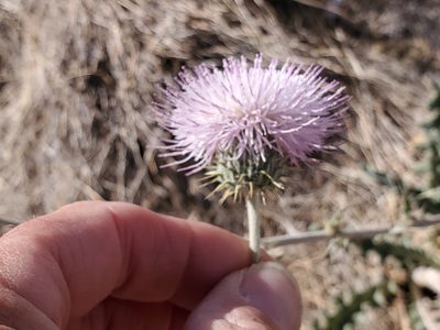 Cirsium neomexicanum, photographed by Craig Martin