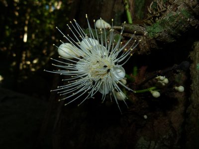 Syzygium cormiflorum, photographed by botanygirl