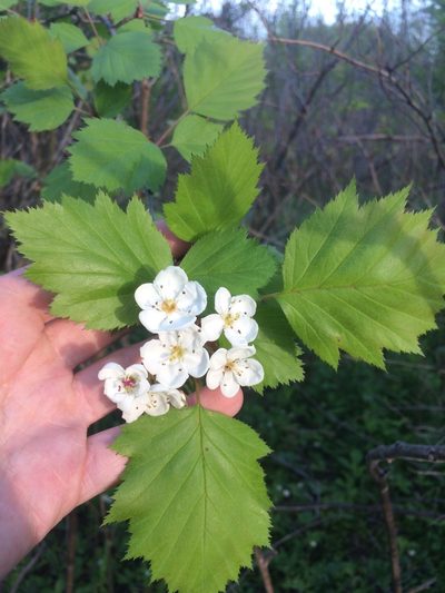 Crataegus fretalis, photographed by Étienne Lacroix-Carignan