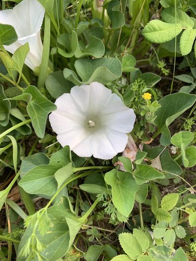 Calystegia atriplicifolia, photographed by Kate Manning