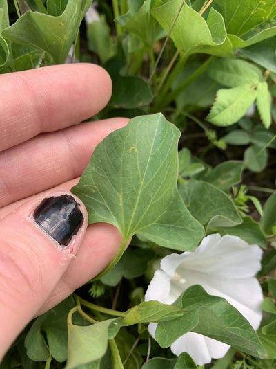 Calystegia atriplicifolia, photographed by Kate Manning