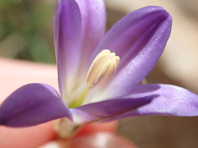 Brodiaea orcuttii, photographed by Millie Basden