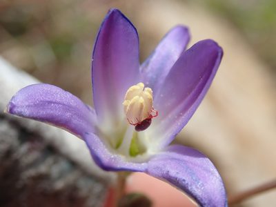 Brodiaea orcuttii, photographed by Millie Basden