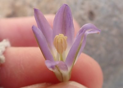 Brodiaea orcuttii, photographed by Millie Basden