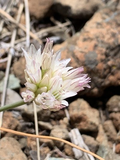 Allium diabolense, photographed by william_hoyer
