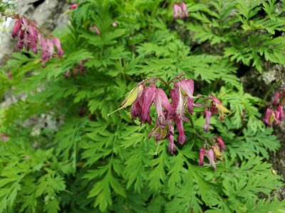 Dicentra eximia, photographed by Will Kuhn