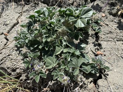 Pediomelum californicum, photographed by william_hoyer