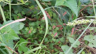 Acalypha radians, photographed by Wes Copas