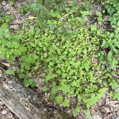 Nabalus crepidineus, photographed by Summit Metro Parks