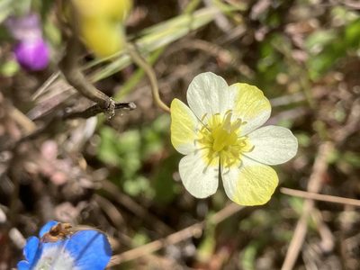 Platystigma lineare, photographed by Daniel Williford