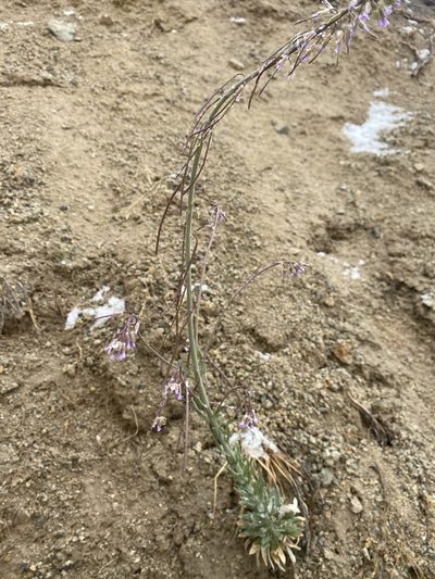 Boechera subpinnatifida, photographed by Matt Berger