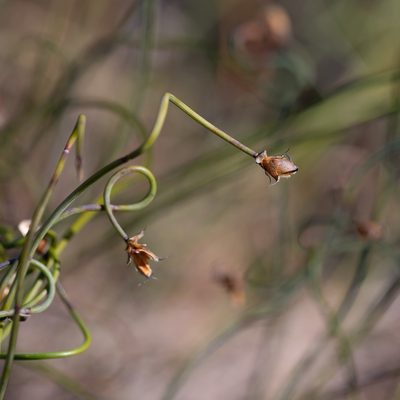Lepidobolus drapetocoleus, photographed by Kym Nicolson