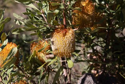 Banksia ornata, photographed by Kym Nicolson