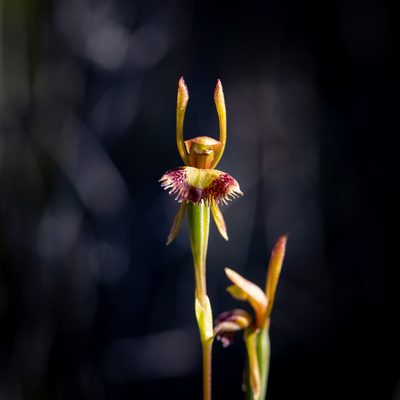Leporella fimbriata, photographed by Kym Nicolson