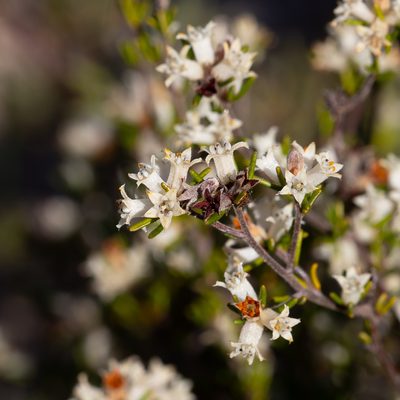 Cryptandra hispidula, photographed by Kym Nicolson