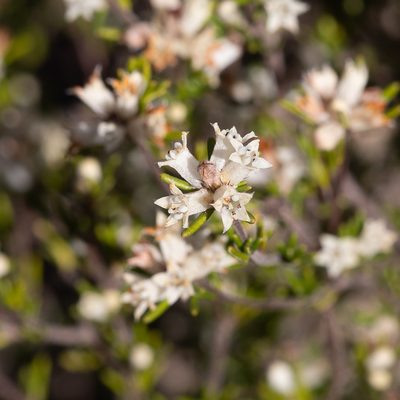 Cryptandra hispidula, photographed by Kym Nicolson