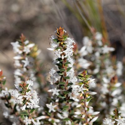 Styphelia exarrhena, photographed by Kym Nicolson