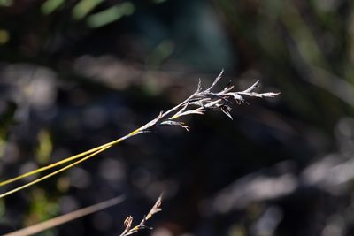 Lepidosperma semiteres, photographed by Kym Nicolson