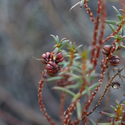 Gyrostemon australasicus, photographed by Kym Nicolson