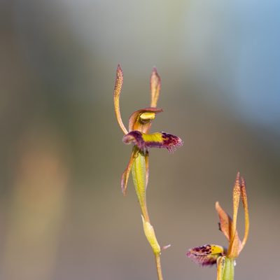 Leporella fimbriata, photographed by Kym Nicolson