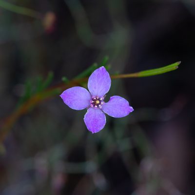 Boronia filifolia, photographed by Kym Nicolson
