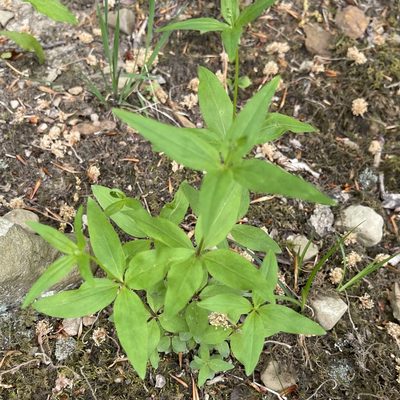 Trichogalium lanceolatum, photographed by Summit Metro Parks