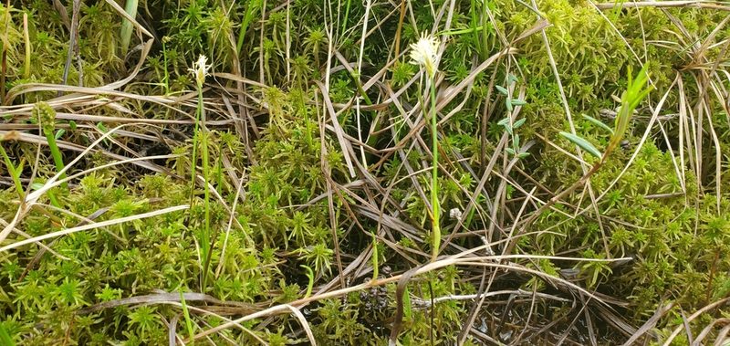 Carex chordorrhiza, photographed by Sarah Johnson