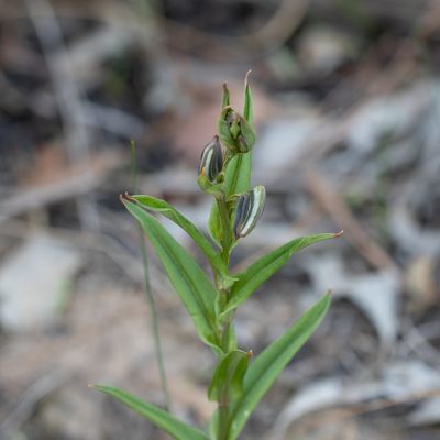 Pterostylis sanguinea, photographed by Kym Nicolson