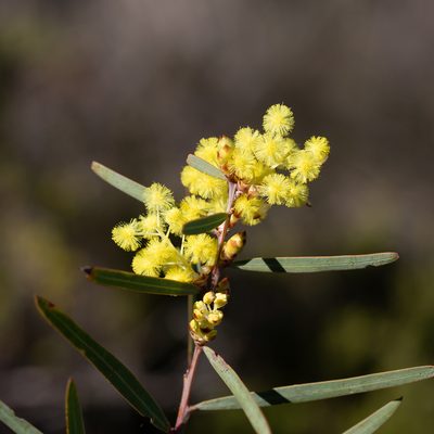 Acacia iteaphylla, photographed by Kym Nicolson