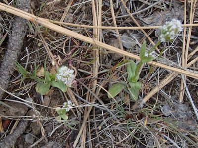 Valeriana macrocera, photographed by Tom Wainwright