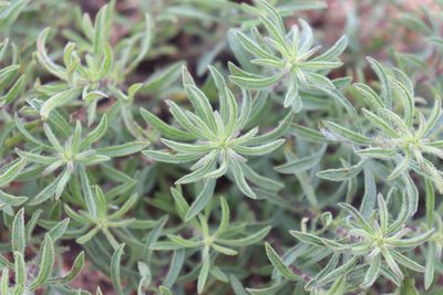 Heterotheca stenophylla, photographed by Mark G