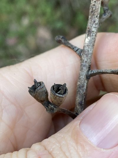 Eucalyptus saligna, photographed by Greg Tasney
