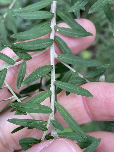 Ozothamnus rufescens, photographed by Greg Tasney