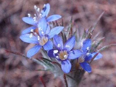 Eriastrum virgatum, photographed by Henrik Kibak
