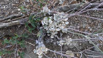 Eriogonum saxatile, photographed by velodrome