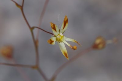 Nemacladus rubescens, photographed by Ken-ichi Ueda
