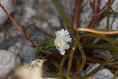 Chaenactis fremontii, photographed by Ken-ichi Ueda