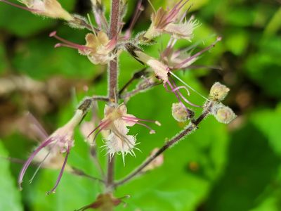 Collinsonia verticillata, photographed by Elias