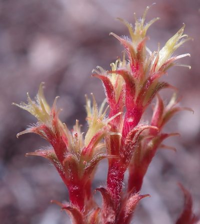 Lastarriaea coriacea, photographed by Henrik Kibak