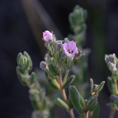 Zieria veronicea, photographed by Kym Nicolson