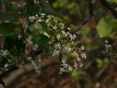 Ehretia aspera, photographed by Dinesh Valke
