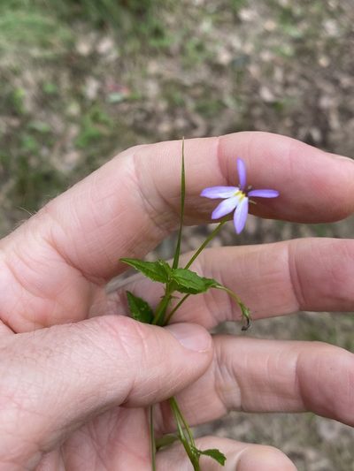 Lobelia quadrangularis, photographed by Greg Tasney