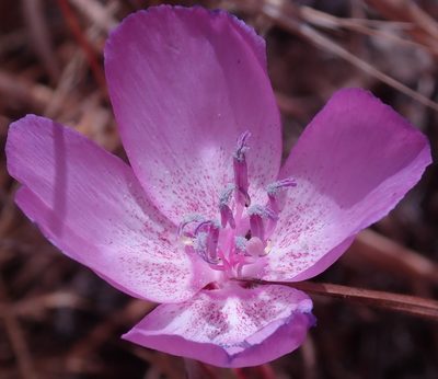Clarkia lewisii, photographed by Henrik Kibak