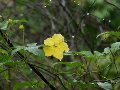 Momordica dioica, photographed by Dinesh Valke