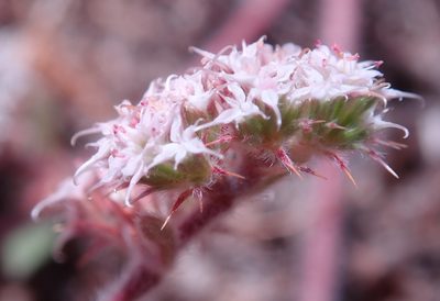 Chorizanthe pungens, photographed by Henrik Kibak